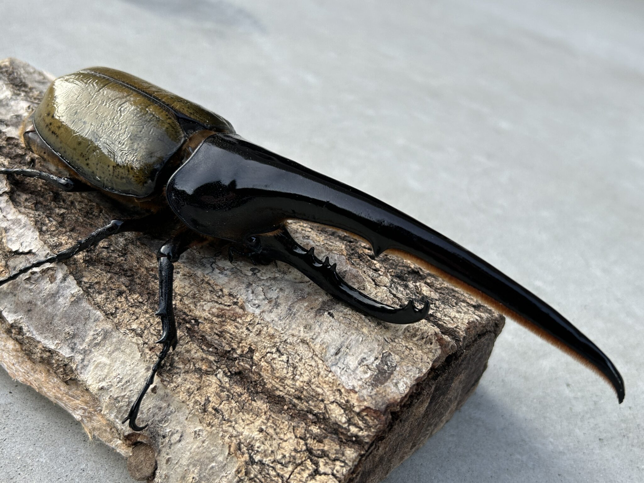 ヘラクレスオオカブト ギネス血統 オス一頭 カブトムシ